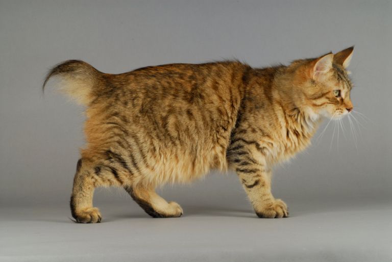 2019 Pixie Bob In Pixie Bob Cat Breed: Size, Appearance & Personality (View 5 of 20)