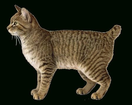 Trendy Pixie Bob With Pixiebob Facts – Wisdom Panel™ Cat Breeds (Gallery 13 of 20)