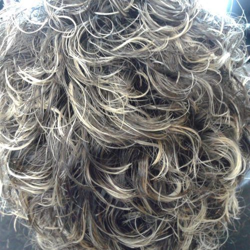 Short Loose Curls Hairstyles With Subtle Ashy Highlights (Photo 20 of 20)